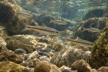 Pequeños ciprínidos plateados nadando sobre piedras en agua dulce